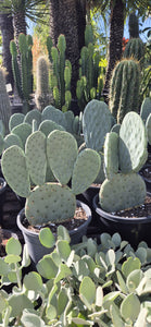 Opuntia Burbank Spineless