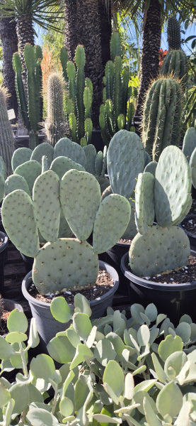 Opuntia Burbank Spineless