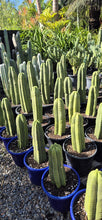 Load image into Gallery viewer, Echinopsis scopulicola  (syn. Trichocereus)
