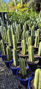 Echinopsis scopulicola  (syn. Trichocereus)