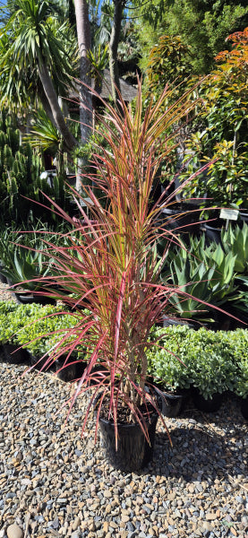 Dracaena marginata colorama