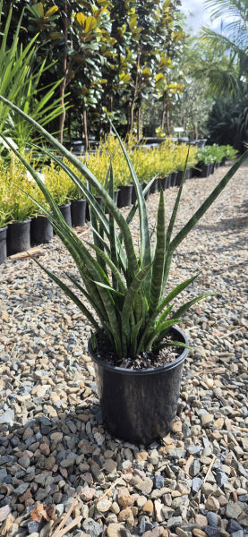 Sansevieria parva