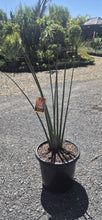 Load image into Gallery viewer, Strelitzia parvifolia var. juncea
