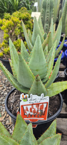 Aloe Big Red TM