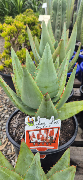 Aloe Big Red TM