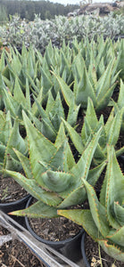 Aloe Outback Orange pbr