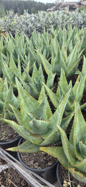 Aloe Outback Orange pbr