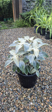 Load image into Gallery viewer, Strobilanthes gossypinus
