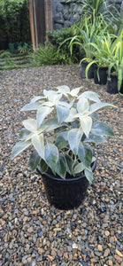 Strobilanthes gossypinus