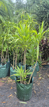 Load image into Gallery viewer, Cordyline stricta
