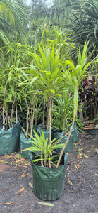 Cordyline stricta
