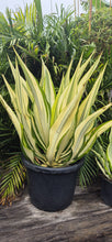 Load image into Gallery viewer, Furcraea foetida variegata
