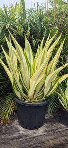 Furcraea foetida variegata
