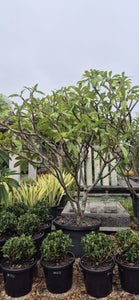 Plumeria rubra