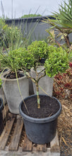 Load image into Gallery viewer, Buxus microphylla japonica
