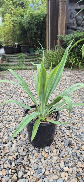 Beschorneria yuccoides