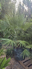 Load image into Gallery viewer, Chamaerops humilis
