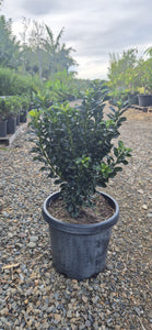Rhaphiolepis indica Snow Maiden