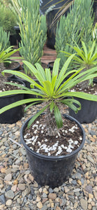 Pachypodium lameri