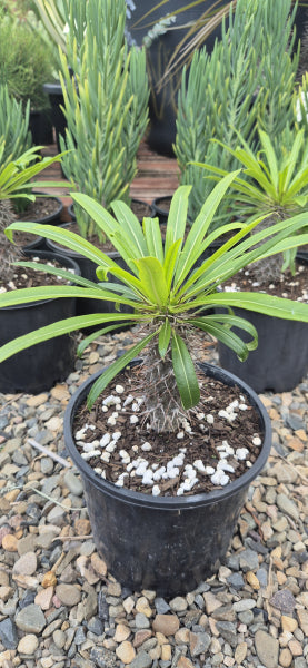Pachypodium lameri