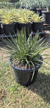 Load image into Gallery viewer, Agave geminiflora
