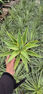 Agave desmettiana El Miradores Gold