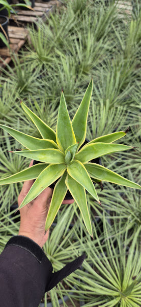 Agave desmettiana El Miradores Gold