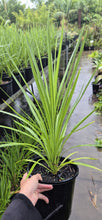 Load image into Gallery viewer, Cordyline australis Kasper Green
