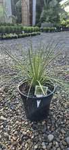 Load image into Gallery viewer, Agave geminiflora
