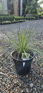 Agave geminiflora