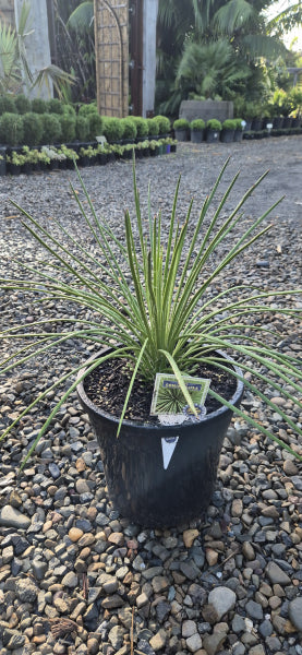 Agave geminiflora