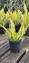 Load image into Gallery viewer, Furcraea foetida variegata
