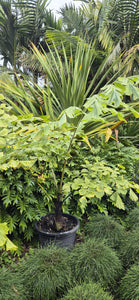 Caryota gigas