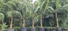 Load image into Gallery viewer, Howea forsteriana
