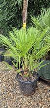 Load image into Gallery viewer, Chamaerops humilis
