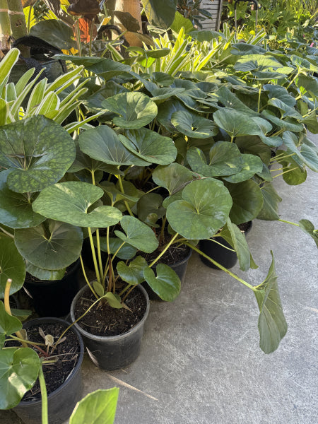 Ligularia reniformis