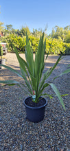 Load image into Gallery viewer, Doryanthes palmeri
