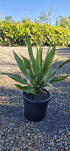 Load image into Gallery viewer, Doryanthes palmeri
