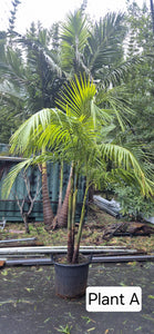 Archontophoenix cunninghamiana