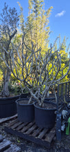 Load image into Gallery viewer, Plumeria rubra acutifolia
