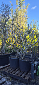 Plumeria rubra acutifolia