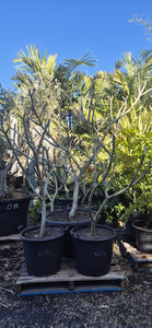 Plumeria rubra acutifolia