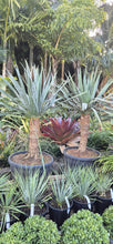 Load image into Gallery viewer, Dracaena draco
