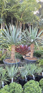 Dracaena draco