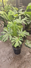Load image into Gallery viewer, Monstera deliciosa
