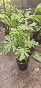 Monstera deliciosa