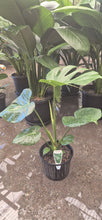 Load image into Gallery viewer, Monstera deliciosa
