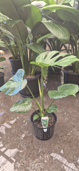 Monstera deliciosa