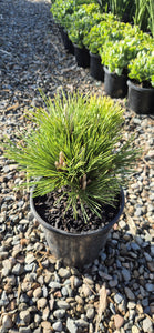 Pinus thunbergii Emery Dwarf