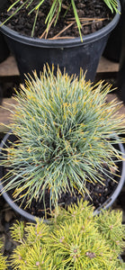 Pinus strobus Sea urchin